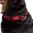 EzyDog - Double Up Collar - Red