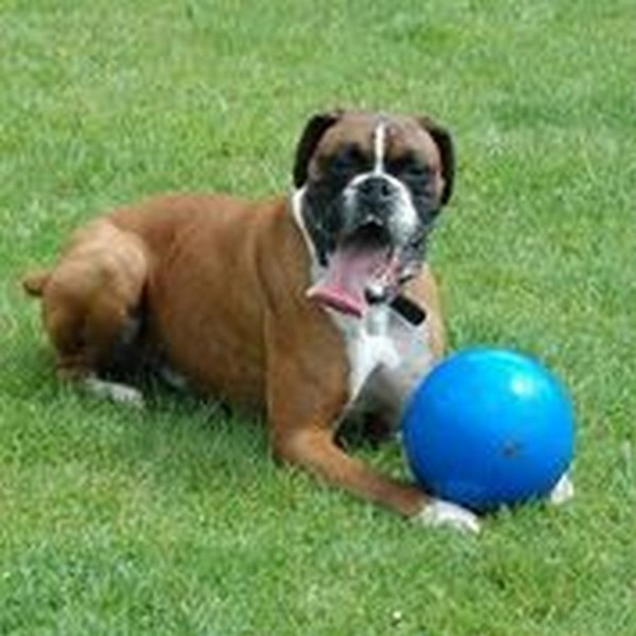 Boomer Ball - 6 inch